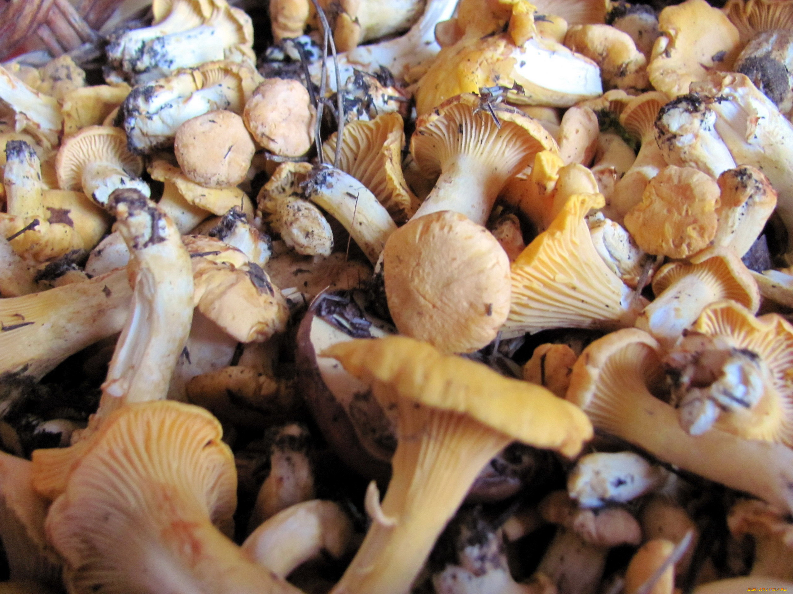 лисички грибы фото съедобные где растут
